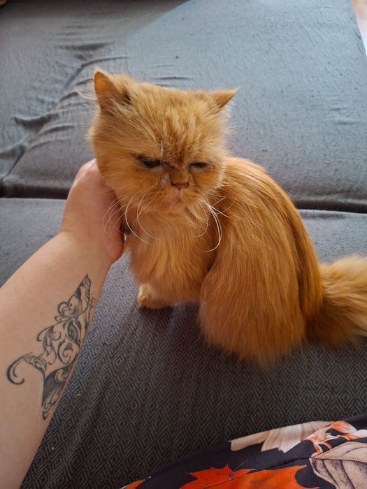 Персидская кошка ищет дом