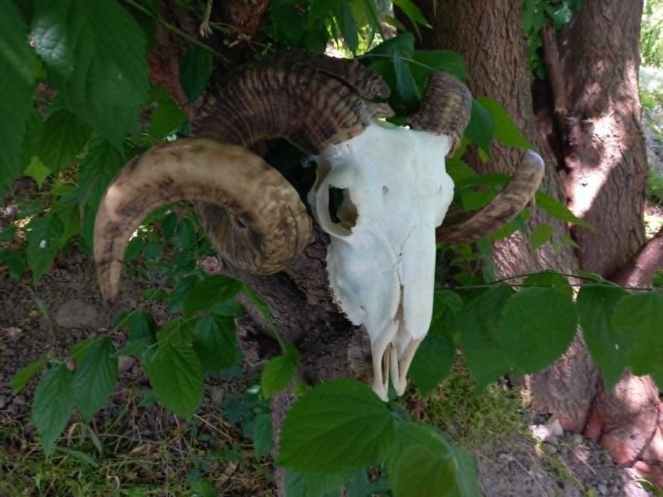 trofeu.trofee.craniu.coarne de berbec masiv