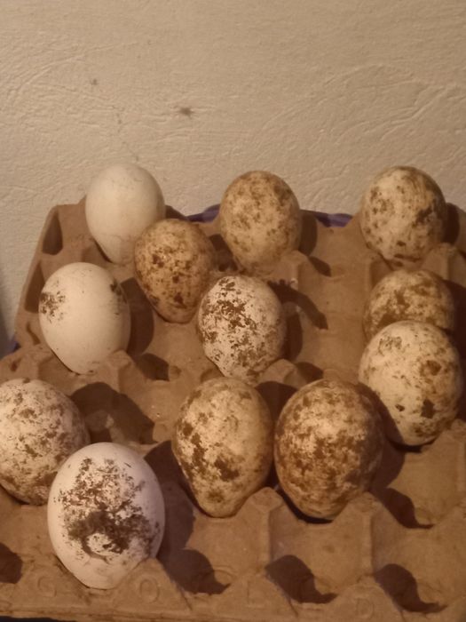 Қаздың жұмыртқасы инкуваторға