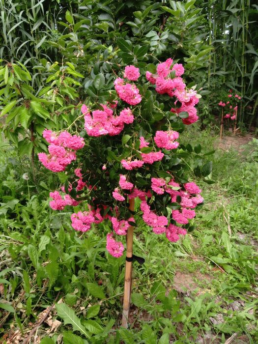 Штамповый роза 120 см