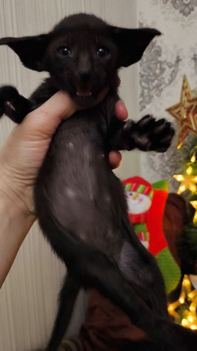 Ориентальные МАЛЫШИ на ВЕСНУ