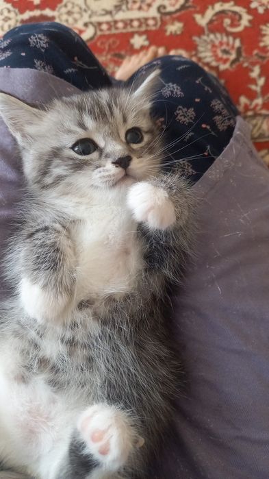 Отдам в добрые руки котят девочка и мальчик