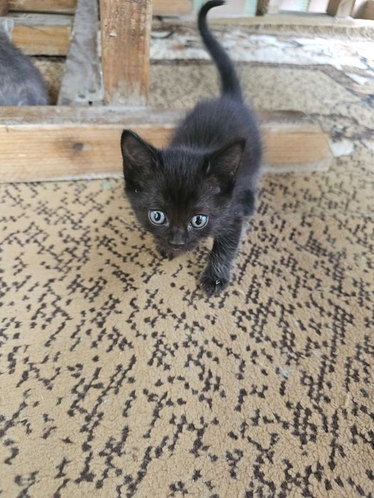Отдам кошку и котят