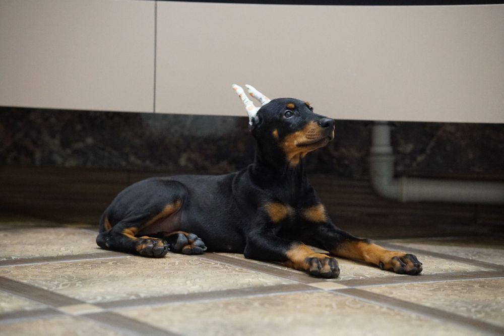 Щенки добермана на проджу