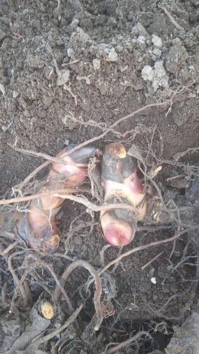 Канны, саженцы вишни карликовой.