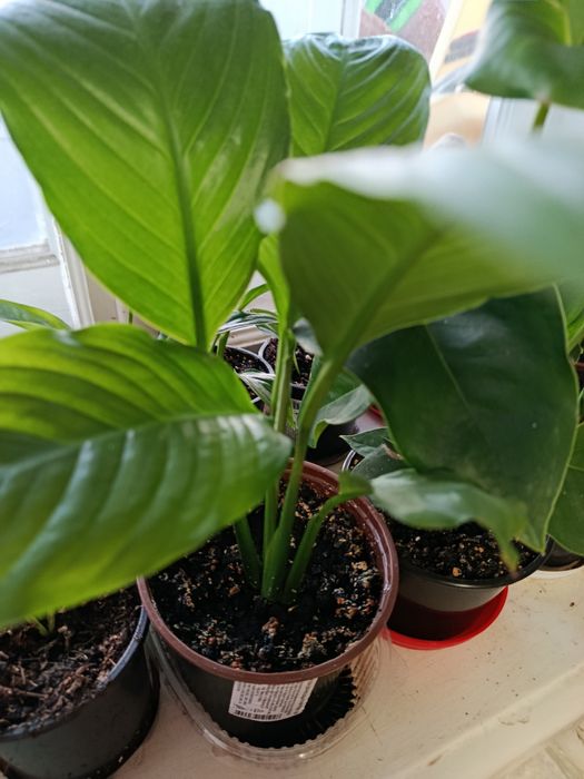 Женское счастье (спатифиллум)