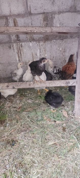 Продам цыплят подросших