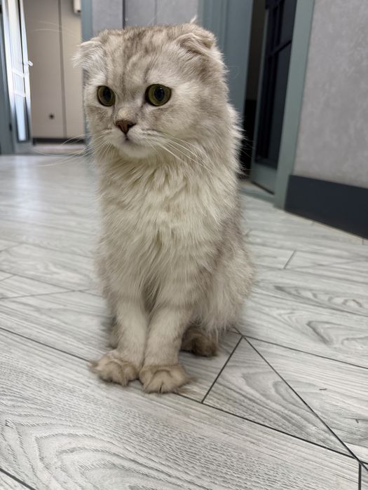 Плюшевые шотландские вислоухие котята (скоттиш-фолд)
