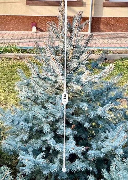 Голубая Ель Крым archa