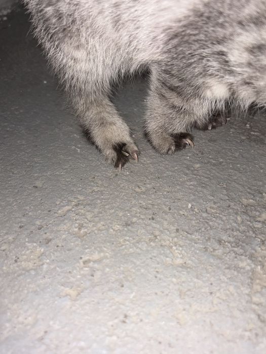 Котенок шотландка хромая
