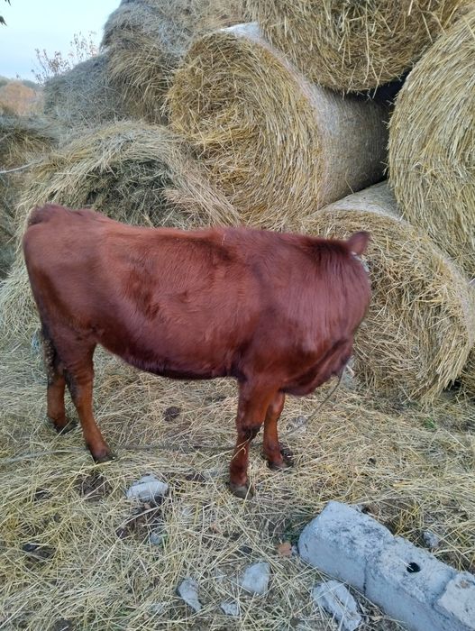 Продам двух тёлочек