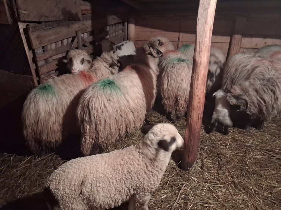 Vând 7 oi cu 8 miei si o oaie stearpă