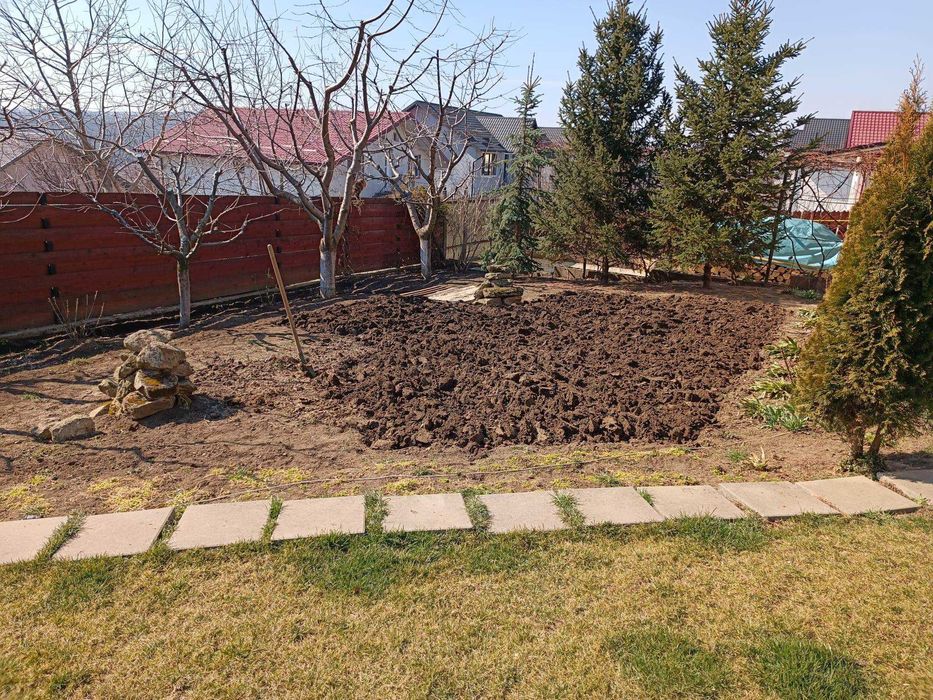 Taieri de rodire, plantare, altoire, formare pomi, îngrijire conifere