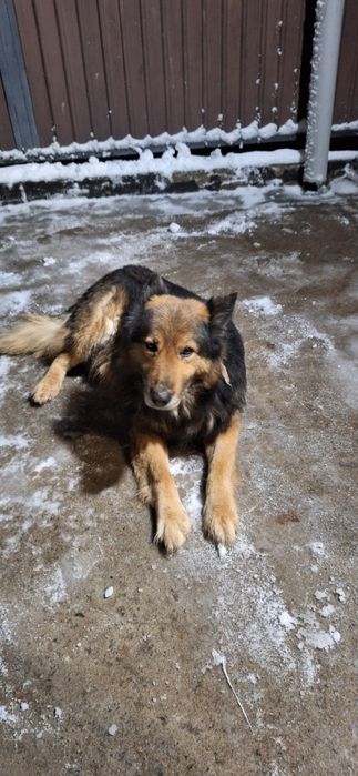 Отдам хорошие  руки