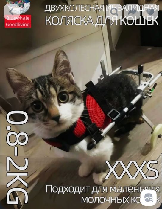 Инвалидная коляска для кошки
