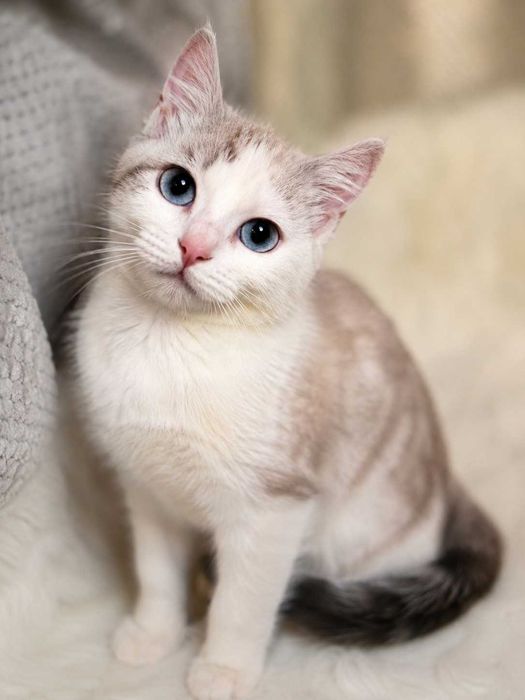 Отдам котенка в добрые руки