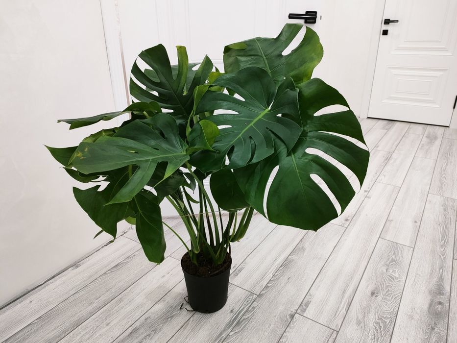 Домашние растения. Доставка