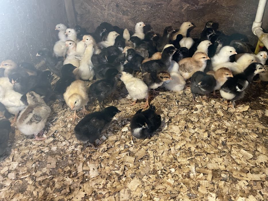 Pui gaina de casa + metis araucana