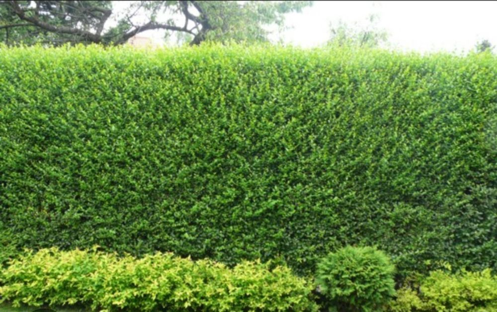 Лигуструм на гол корен