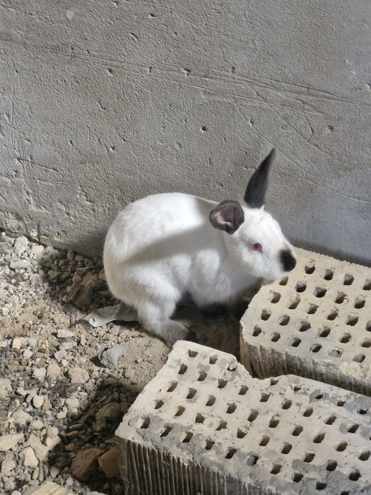 Toza evro kalif quyonimiz sotiladi sames