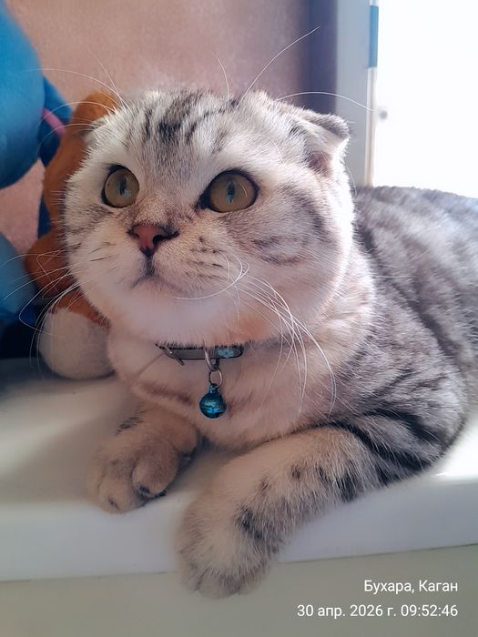 Мушук  сотилади. ПРОДАЁТСЯ Котёнок