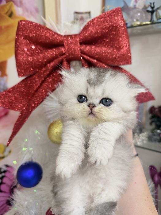 Бритенец! Шиншила Серебро!