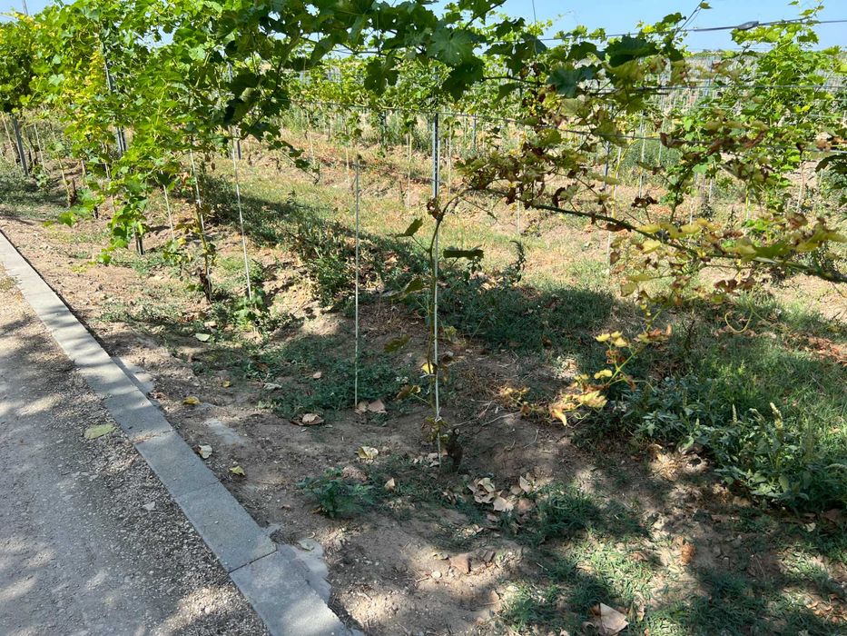 Araci/tutori  din fibra de sticla  pentru toate tipurile de plantatii.