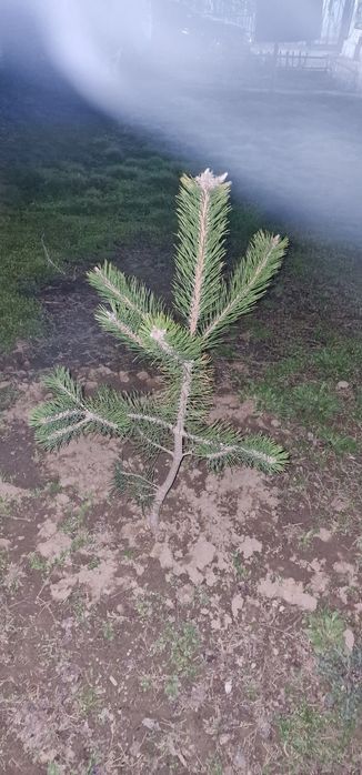 Сосна 2шт, 1метр