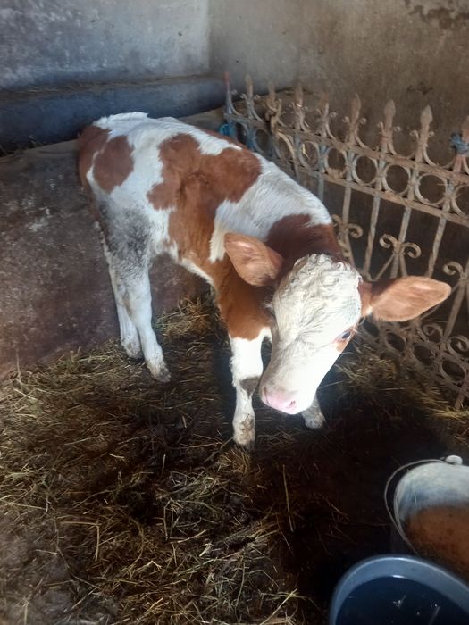 Vând vitea mănâncă fan abrac