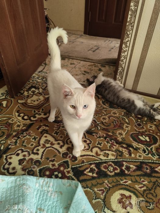 Turetskiy angora
