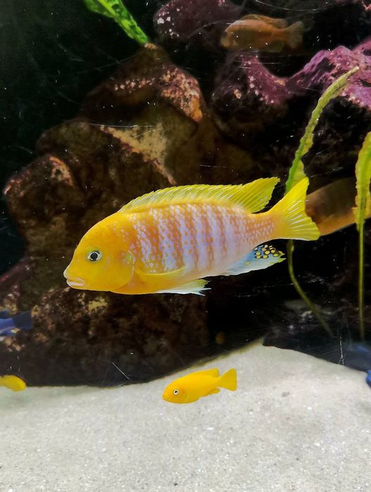 Рибки Африкански цихлиди от езерото Малави