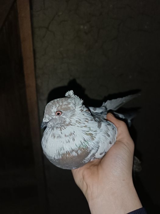 Продаю соч самца чубатый