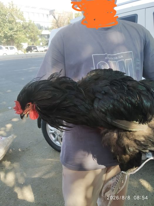 Qora shaxzoda qoʻrozlari