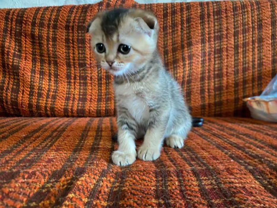 Котята шотланские