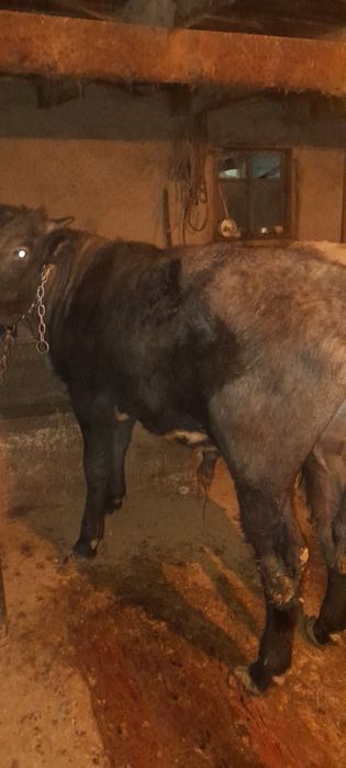 Бычки крупные жирные