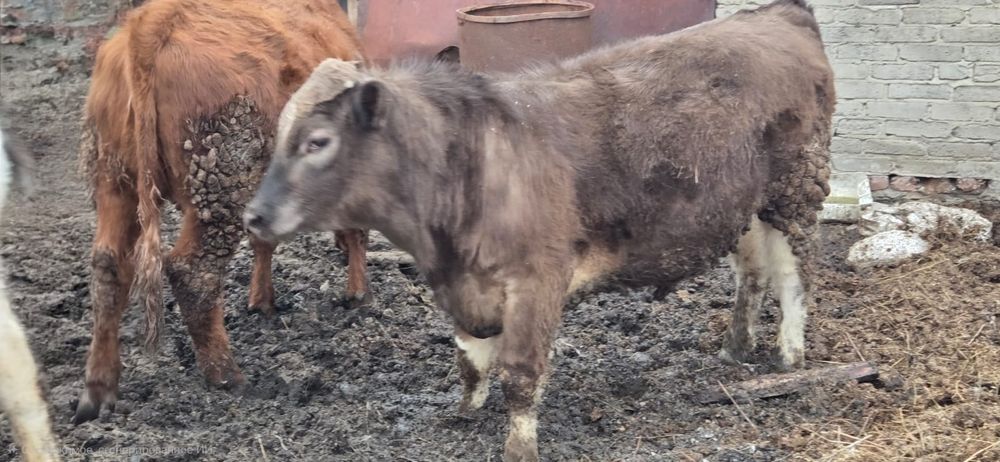 Продам.   быков .