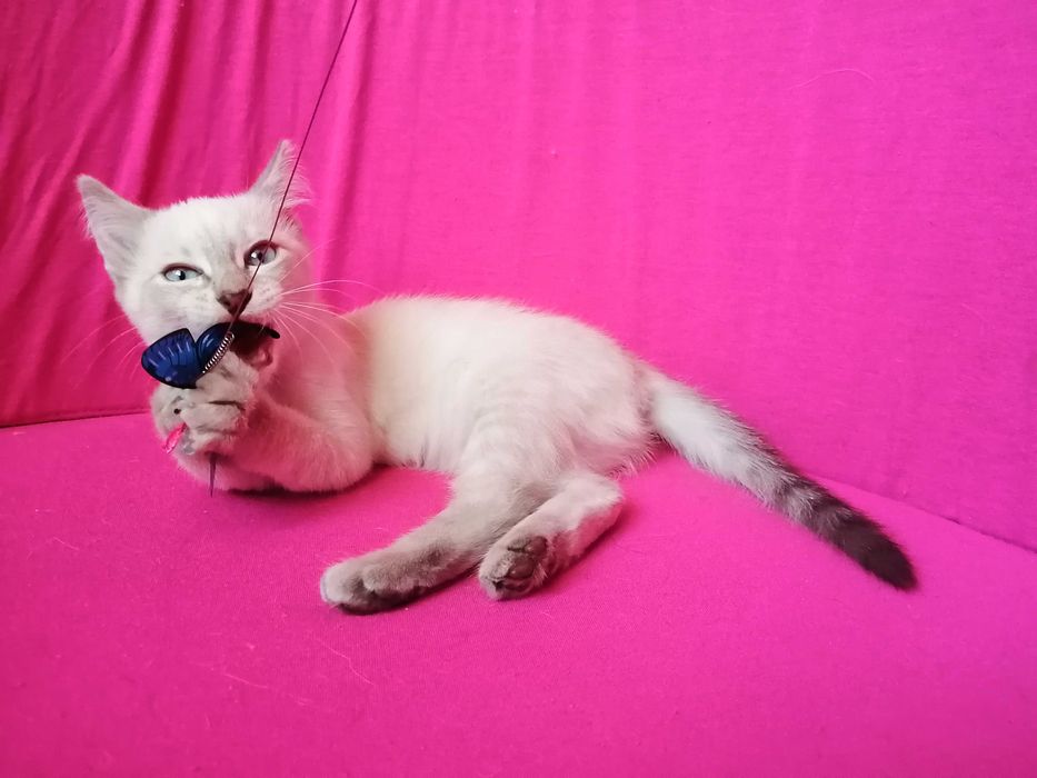 !!! Окрас Silver Point Тайская Принцесса !!!