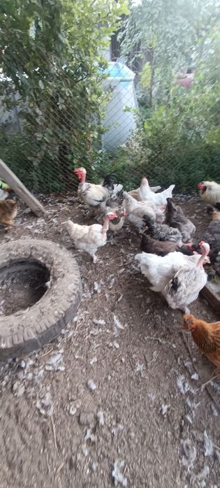 Продам кур домашних