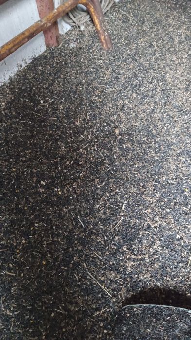 Floarea soarelui și grau