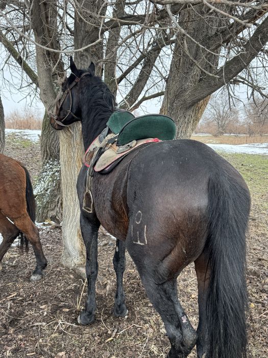 Айғыр сатыладыыы