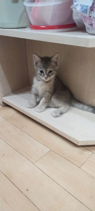 Отдам котят в хорошие руки