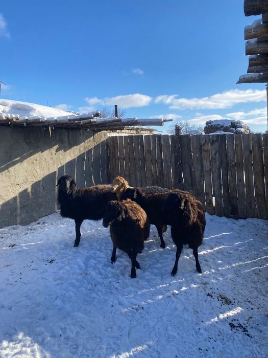 баран кой семиз торг бар