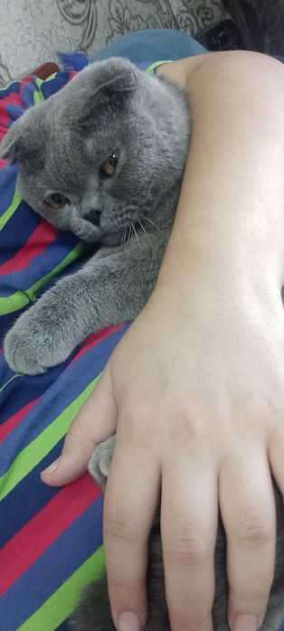 Котик британец вислаухий