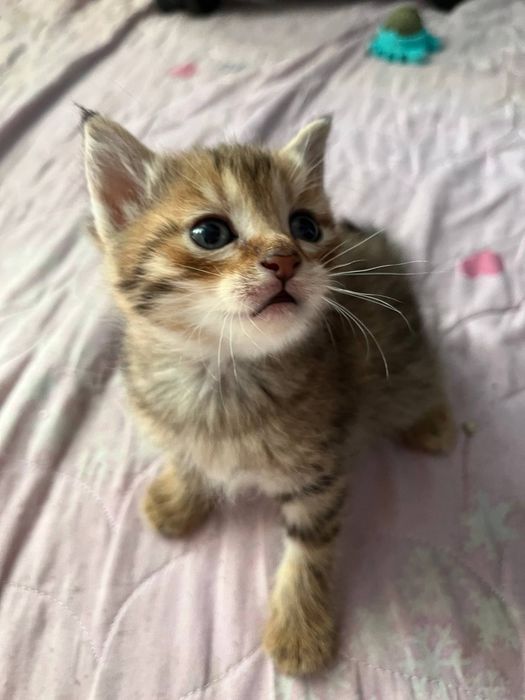 Parodniy sqotsh fold