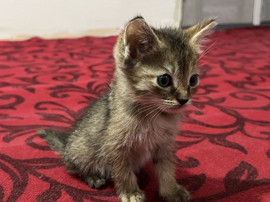 Scottish fold va strait 2 oylik hamma ovqat yeydi