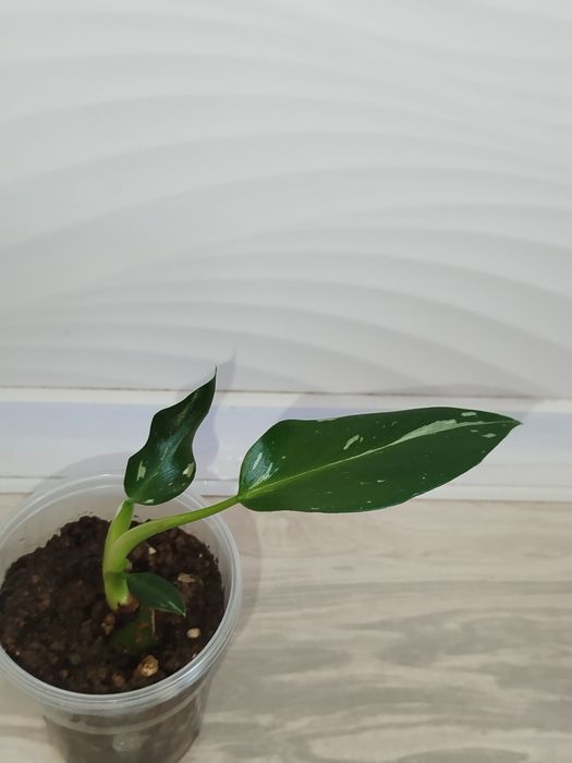 Feladendron Belaya prinsesa detkasi
