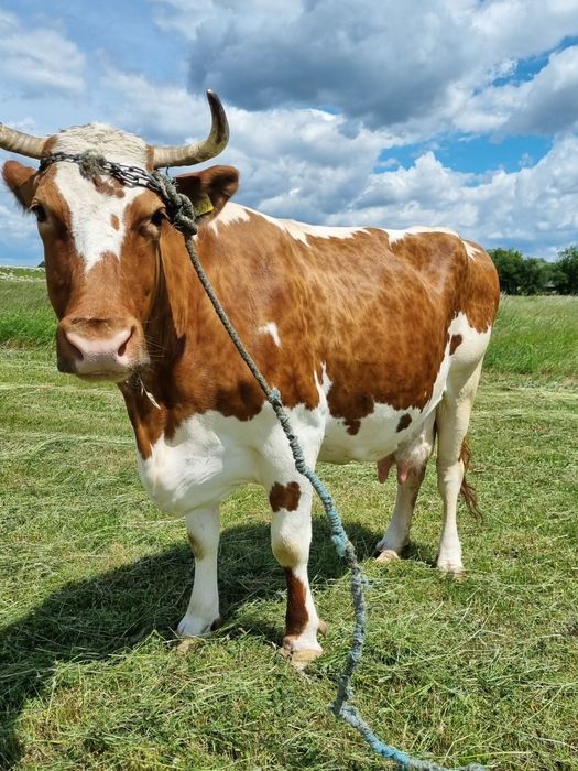 Vaca foarte buna de lapte vaca este insamantata cu al 5 vitel are acum 18 20 litri de lapte pe zi garantat mai multe detali la telefon are 700 de kg