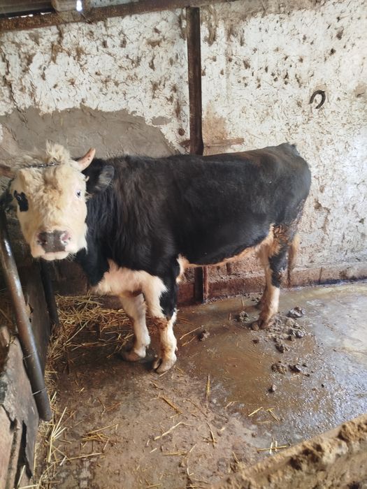 Yahshi boqilgan semental aralash buqa bor