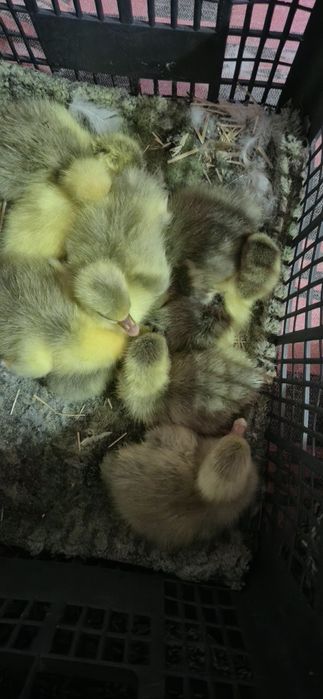 Boboci de gasca romanesca 25 de lei