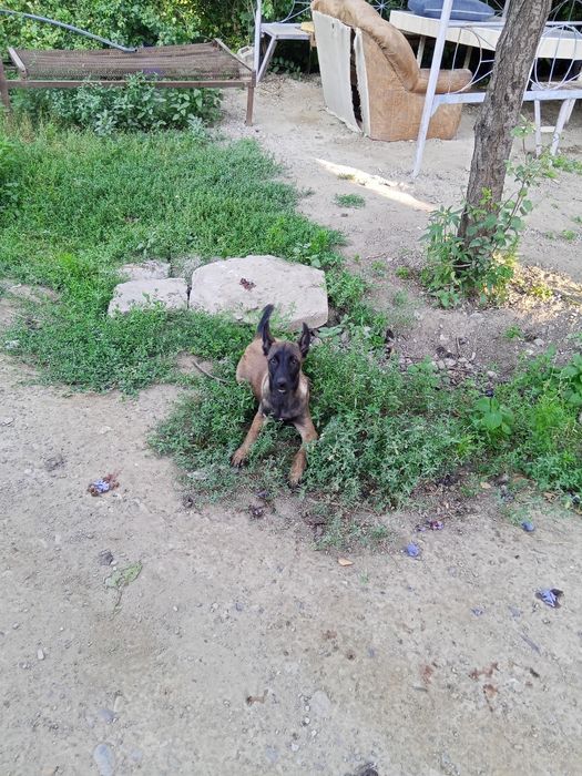 Продаю бельгийскую офчарку